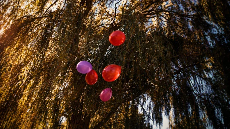 Rote und pinke Luftballons hängen in den Zweigen einer Weide im Abendlicht